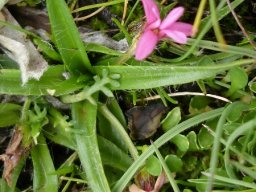 Rhodohypoxis baurii leaves and young flower